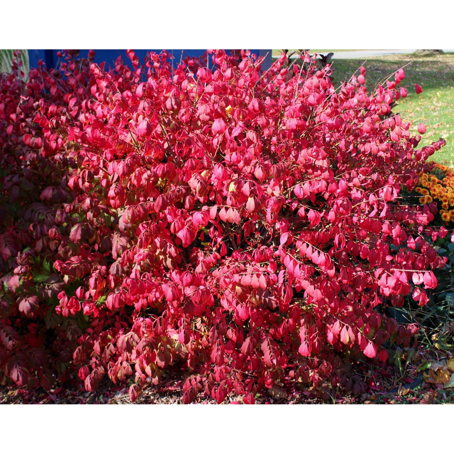 Dwarf Burning Bush STD 7 Gallon