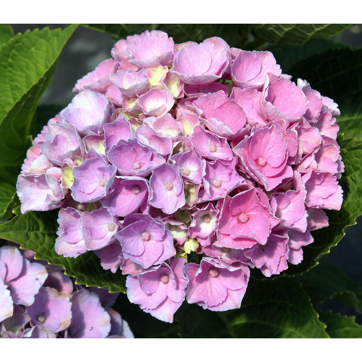 Hortensia Flowerfull FE 2 gallons