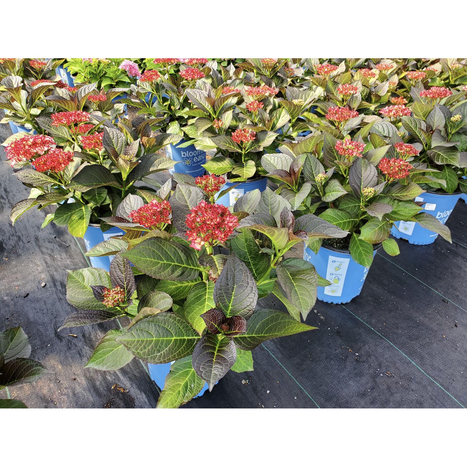 Hortensia Kimono BE 2 gallons