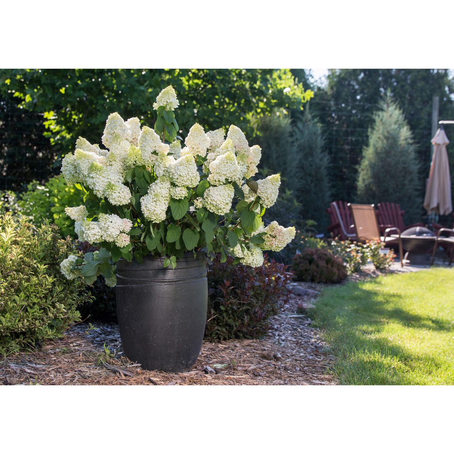 Hortensia Little Hottie FE 2 gallons