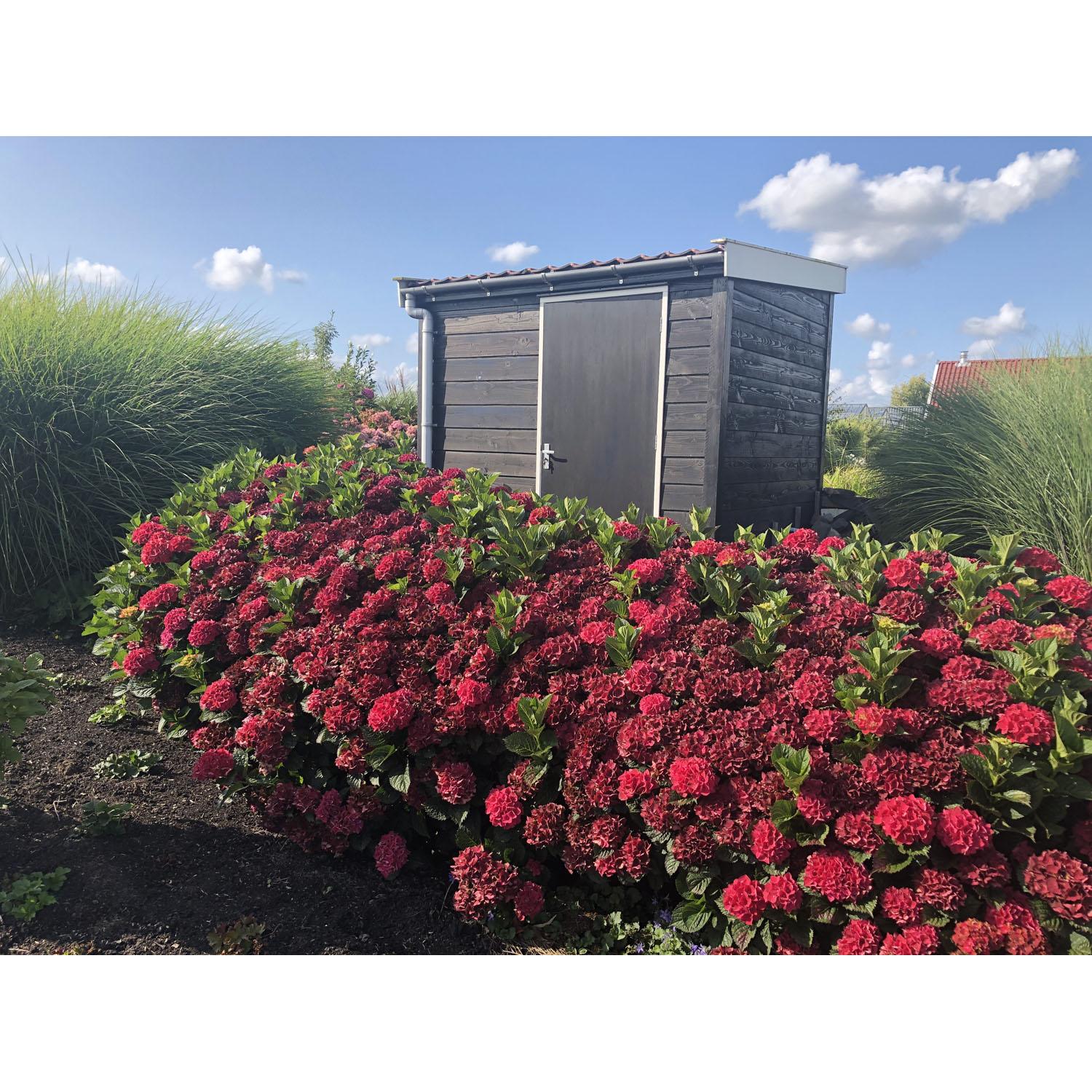 Hydrangea Magical Crimson 2 gallon