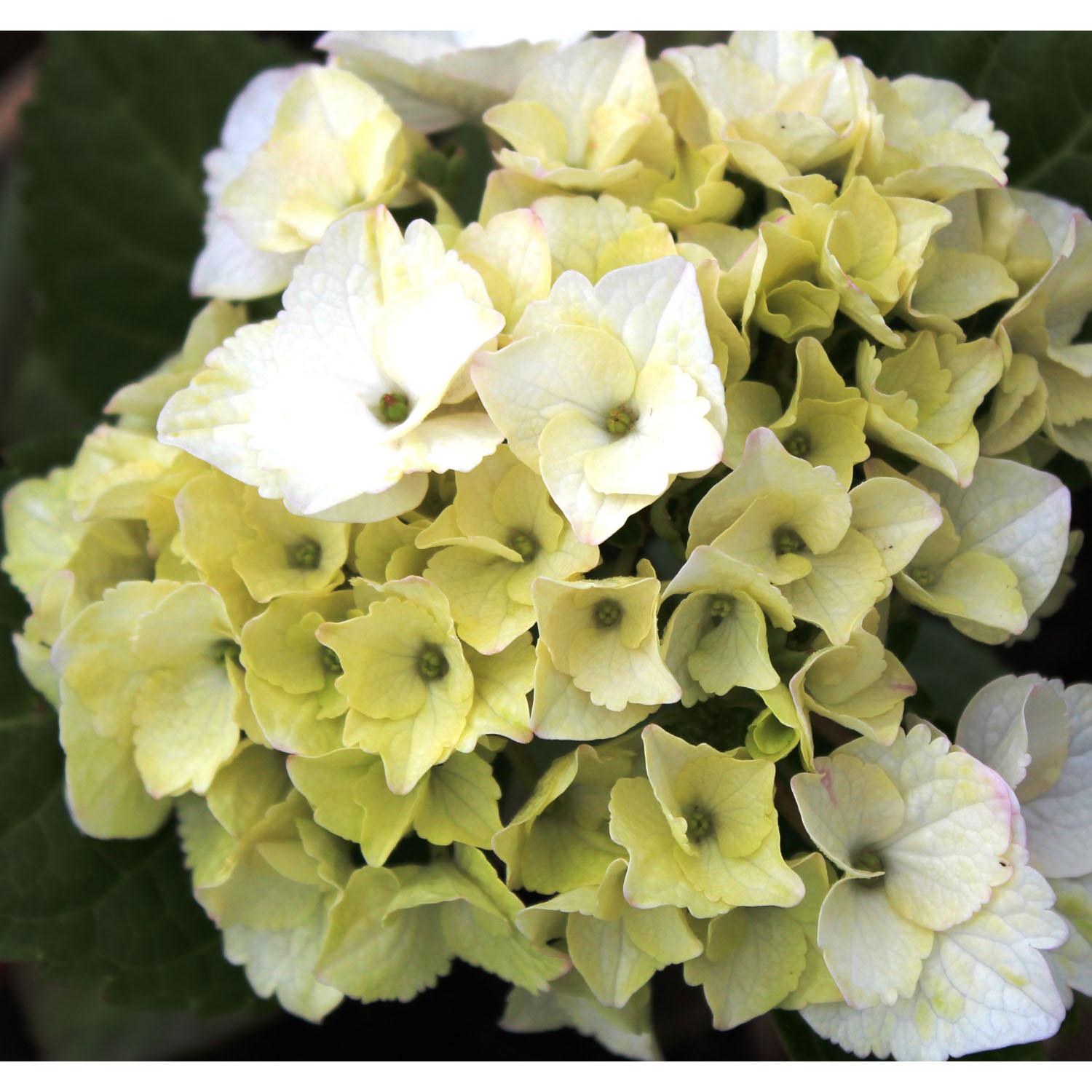 Hydrangea Magical Noblesse 2 gallon