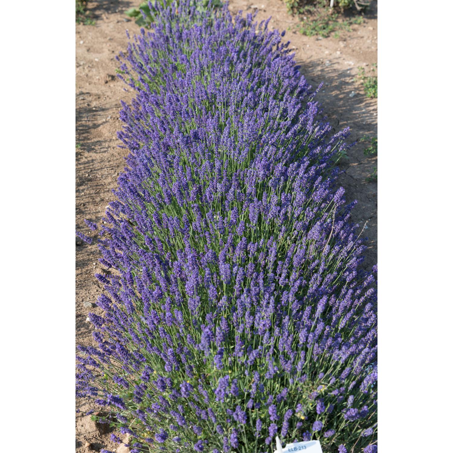 Lavande Hidcote Superblue 1 gallon