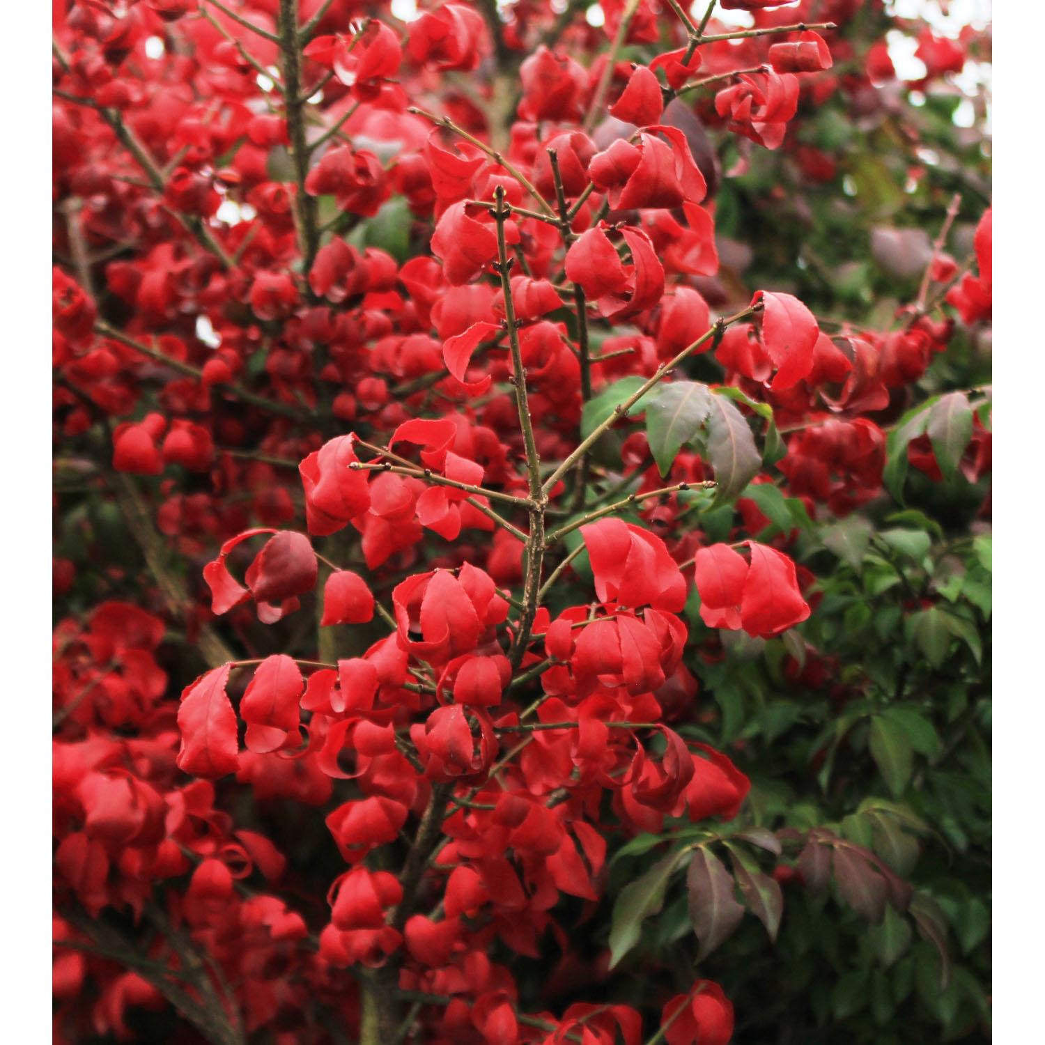 Dwarf Burning Bush STD 5G