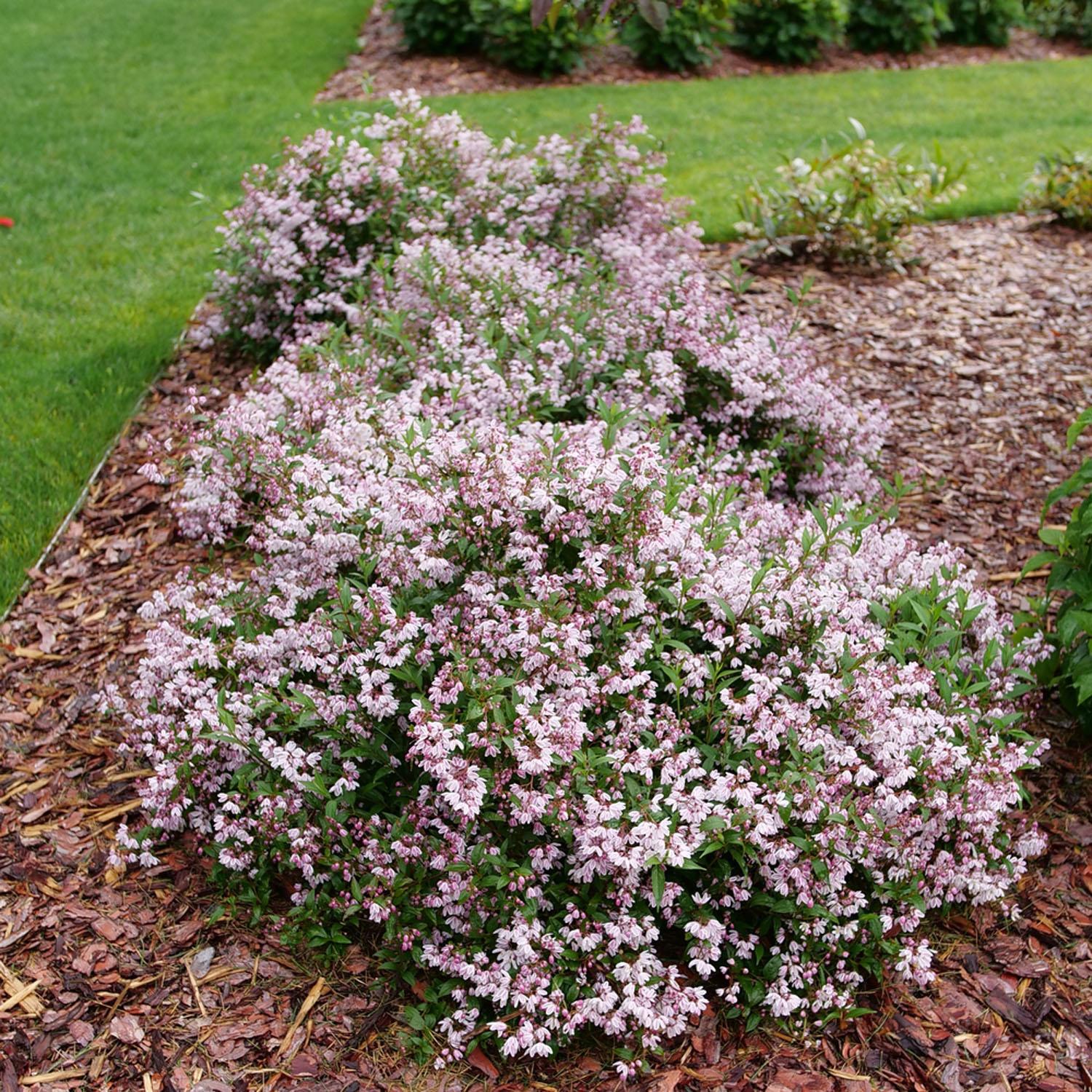 Deutzia/Yuki Kabuki PW 2 gallons