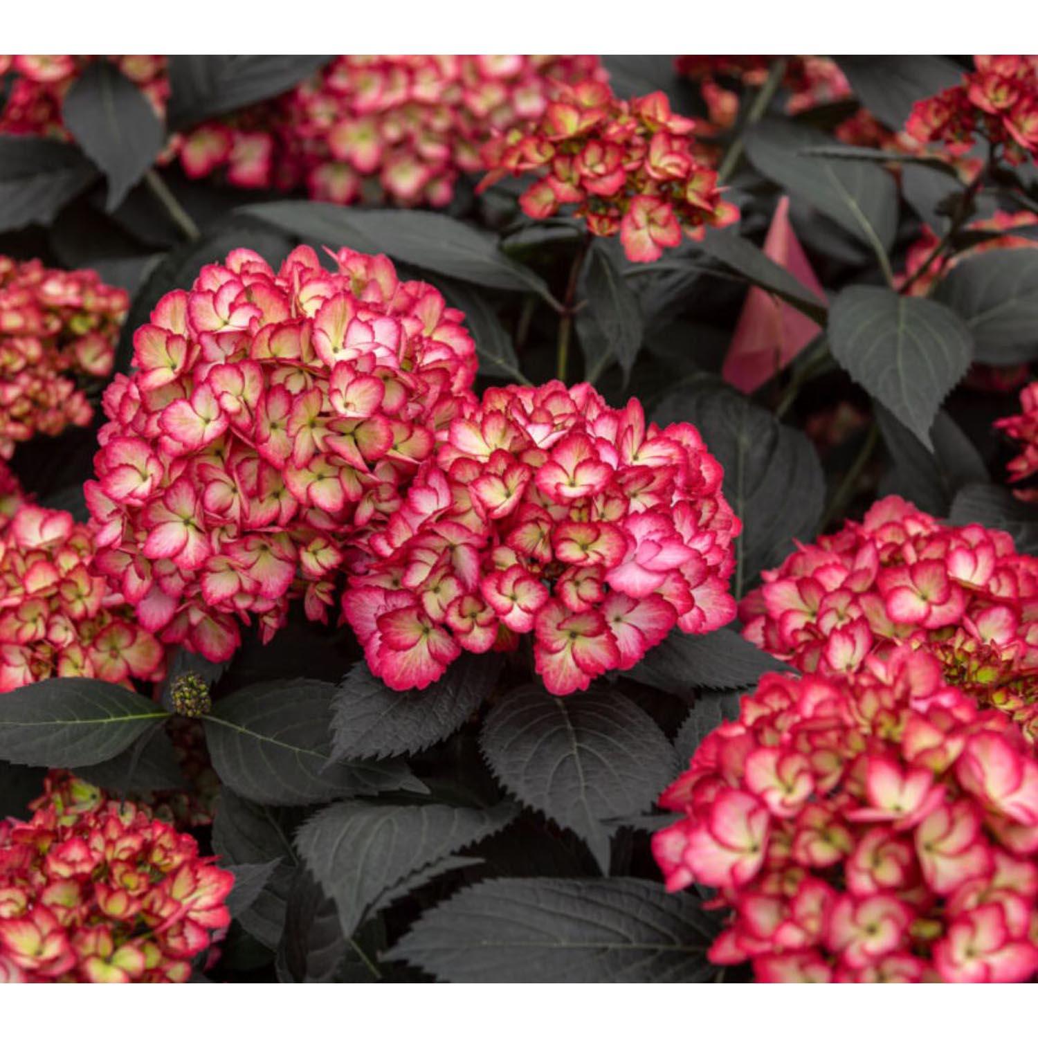 Hortensia/Eclipse FE 2 gallons