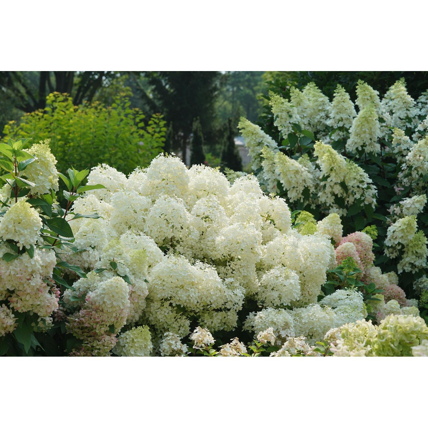 Hortensia Puffer Fish PW 2 gallons