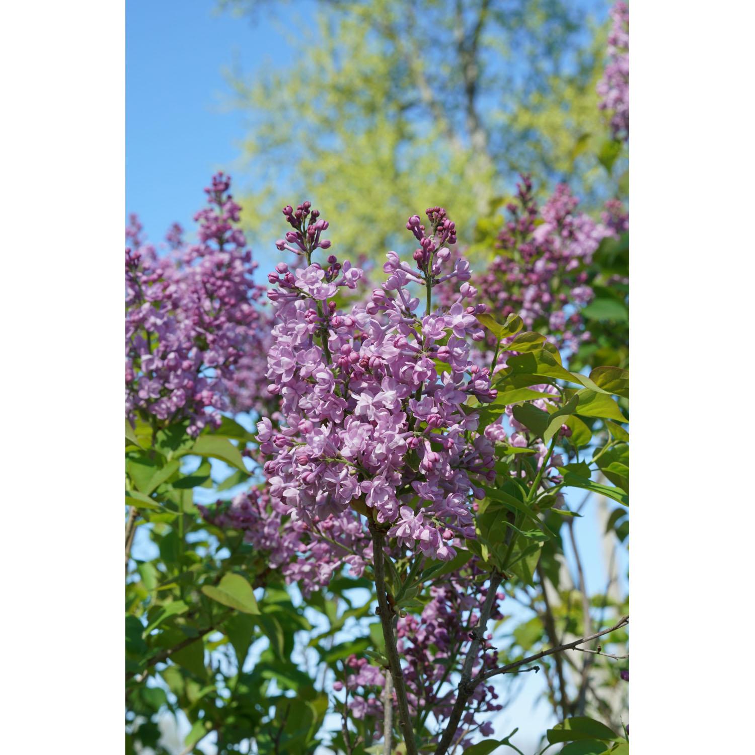 Lilas nain Scentara Double Blue PW 2 gallons
