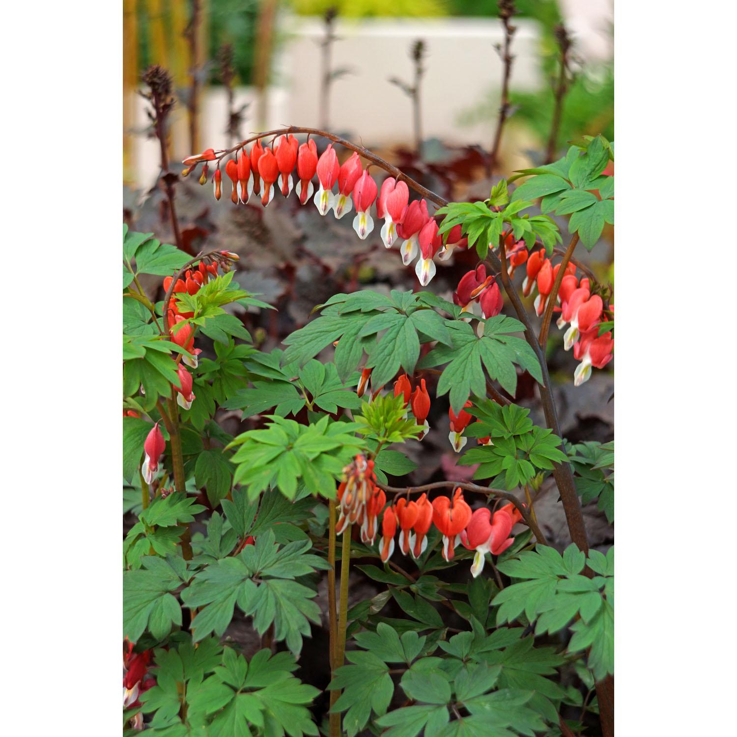 Bleeding Heart 1G