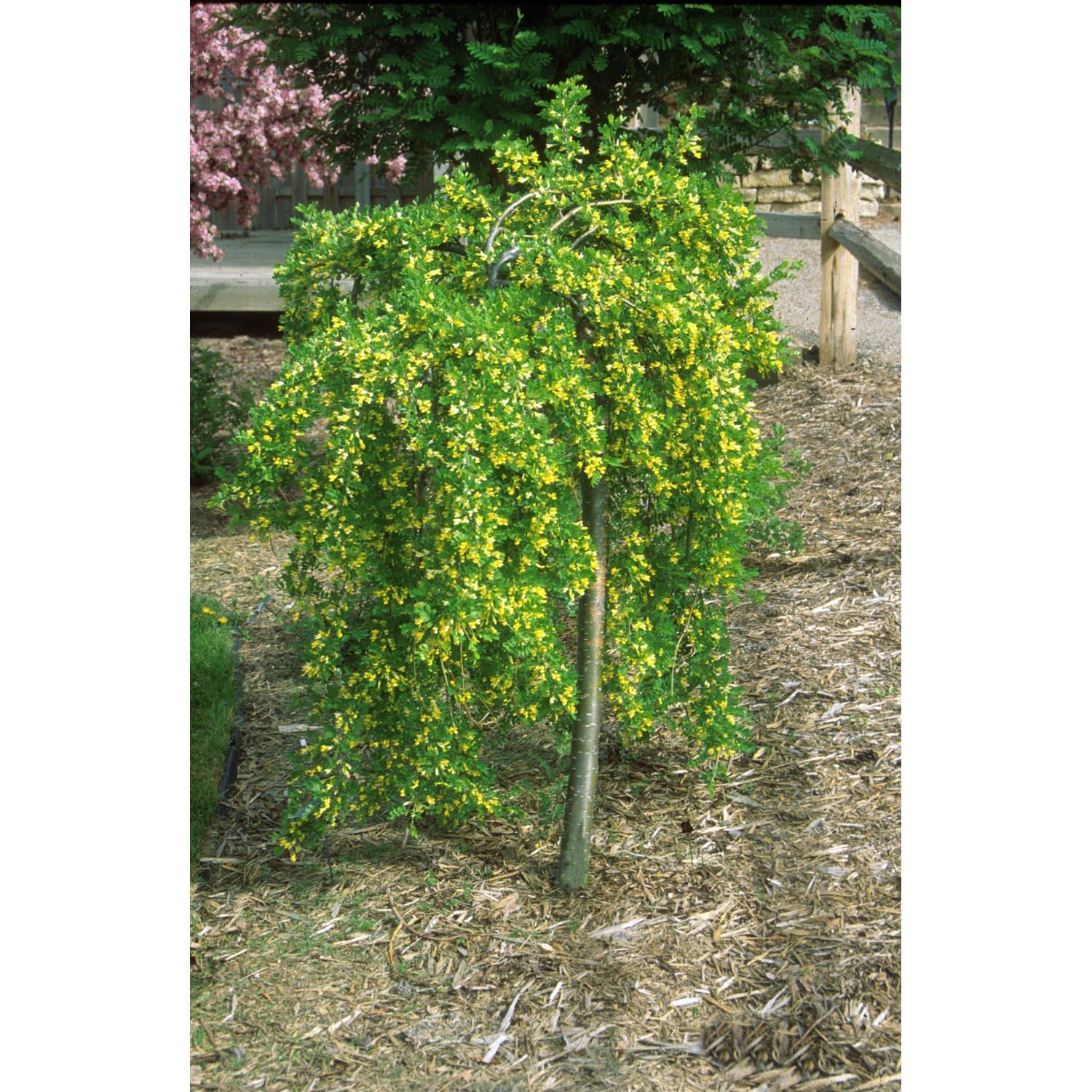 Caragana Weeping Standard 7G
