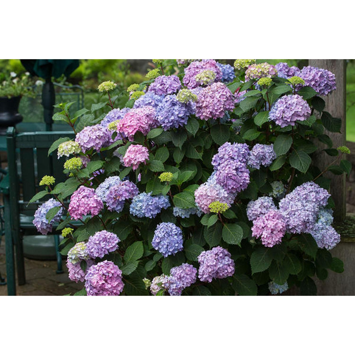 Hydrangea/Endsum/Bloomstruck 3G