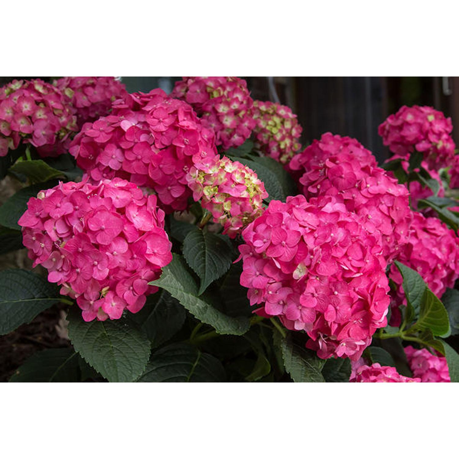 Hydrangea/Endsum/Summer Crush 3G