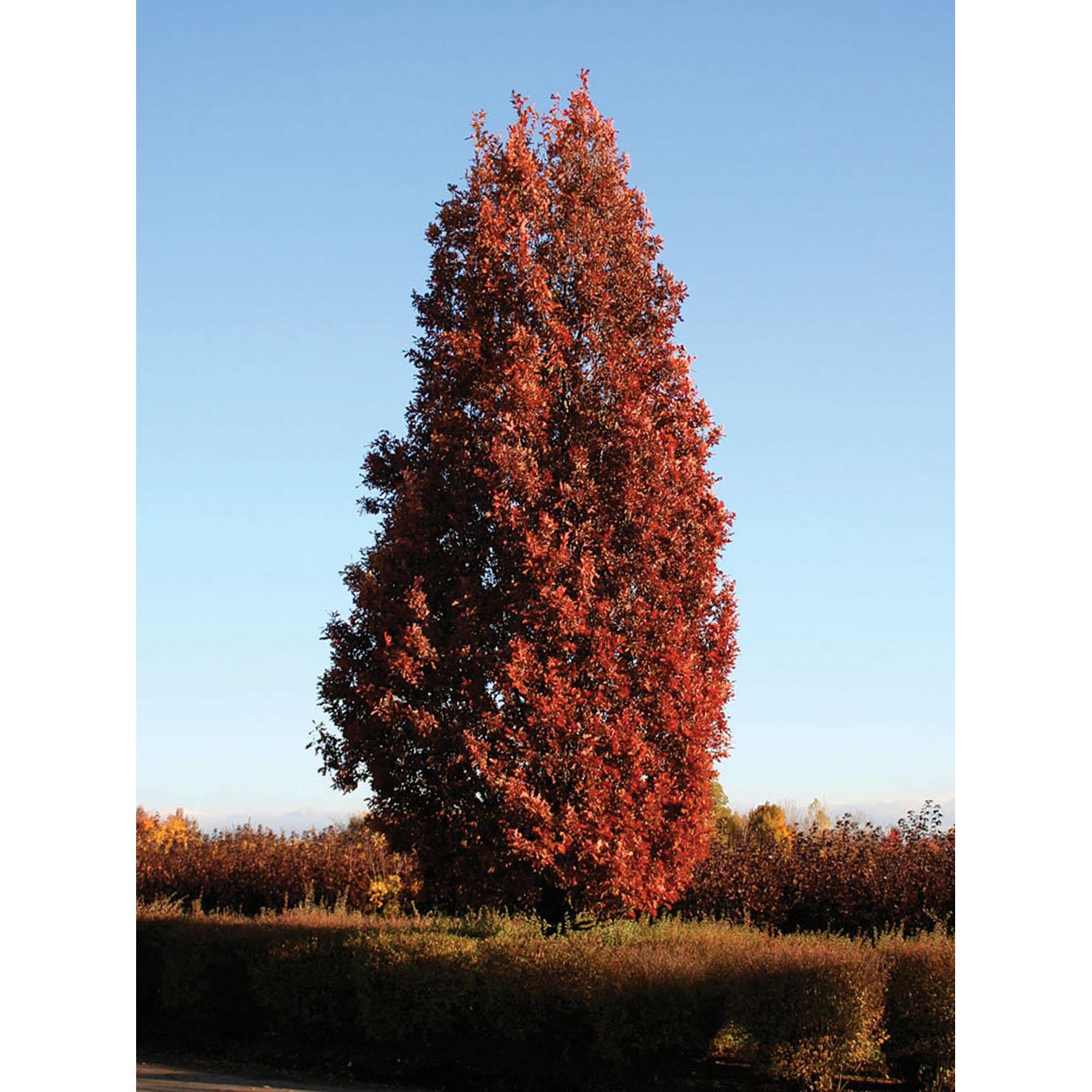 Oak Crimson Spire 10G