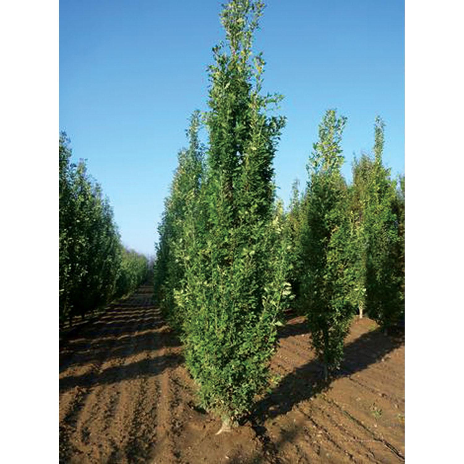 Oak Pyramidal English Oak 10G