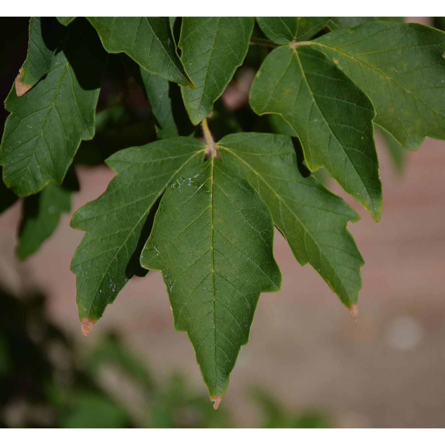 Paperbark Maple 10G