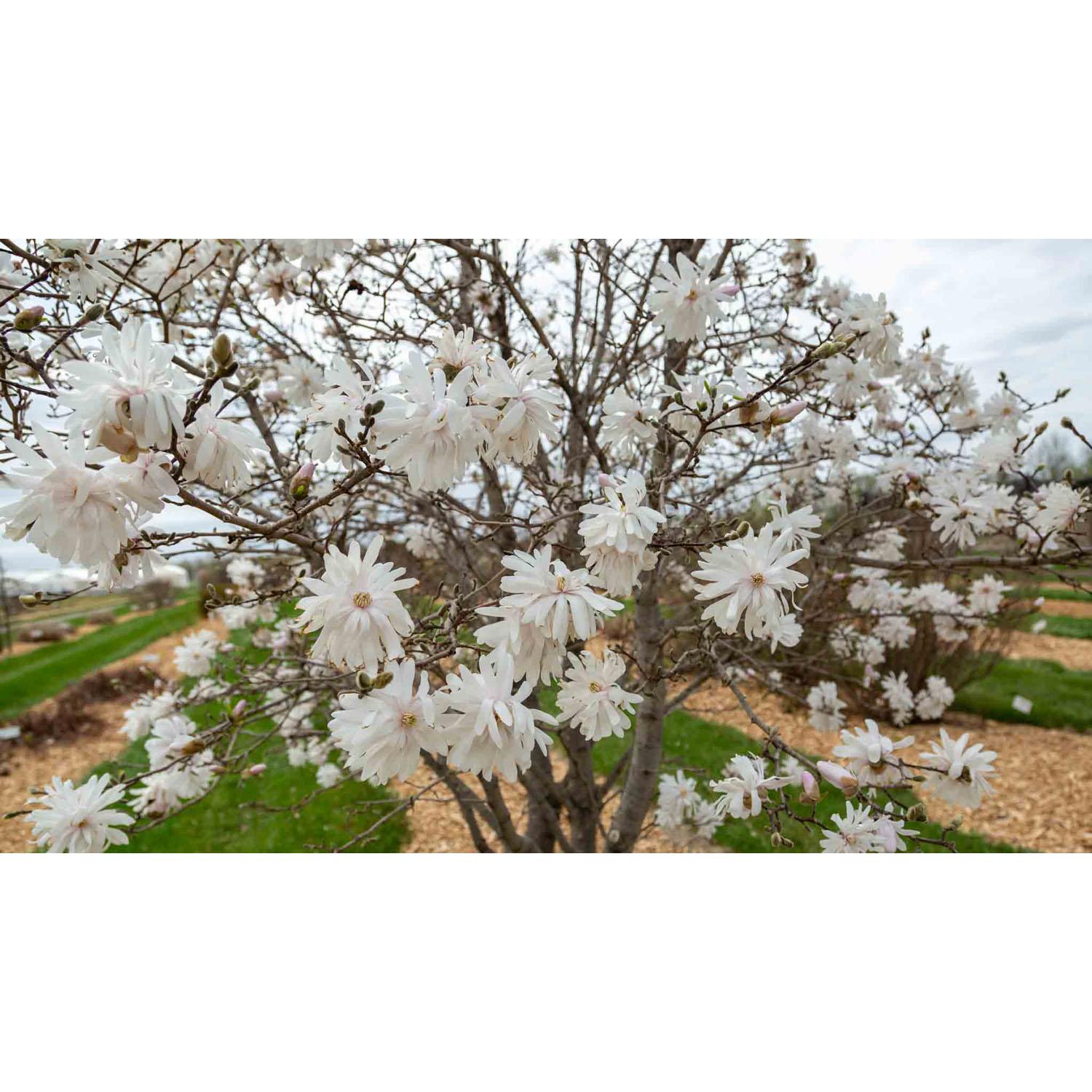 Magnolia Centennial Blush FE – 10 gallons