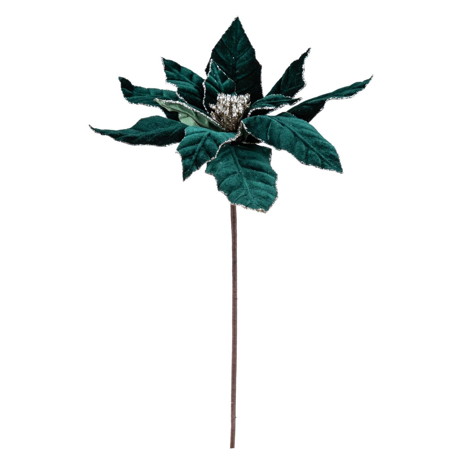 Tige de poinsettia verte
