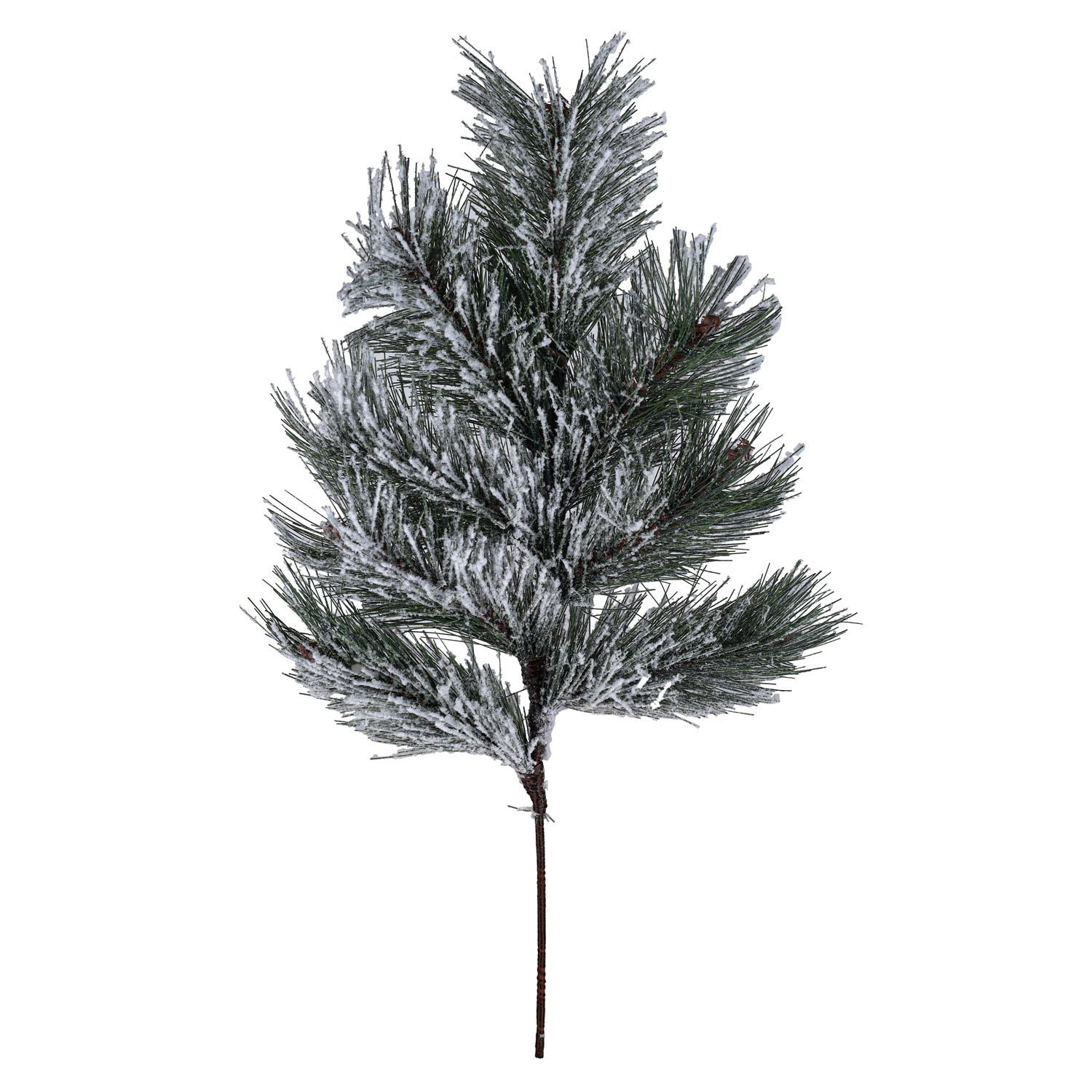 Tige de pin enneigé