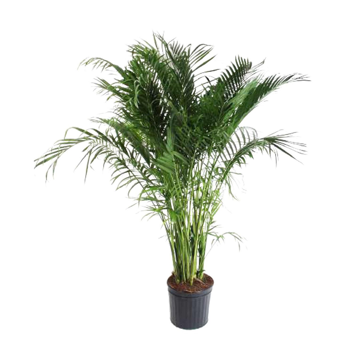Palm Majesty 12"