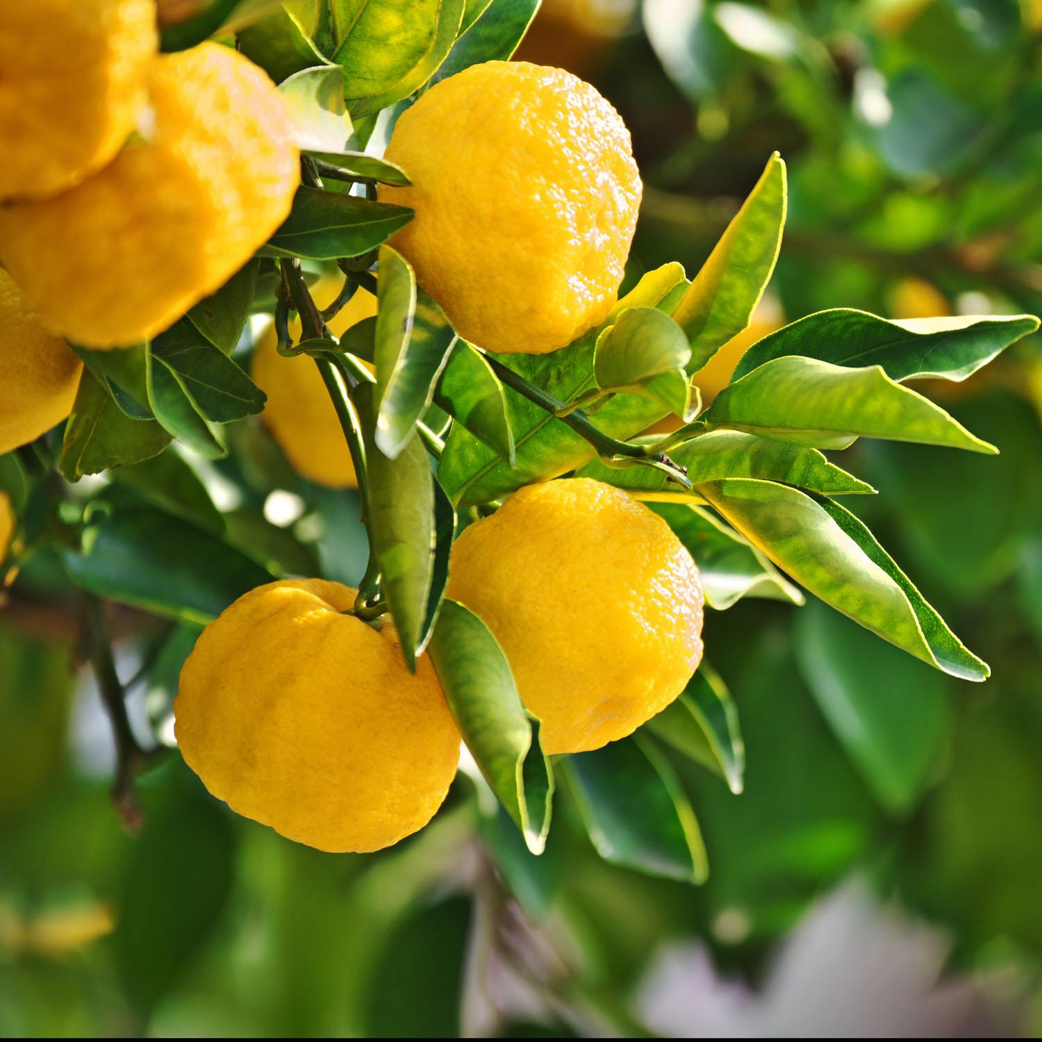 Citrus Bushes Assorted 3G