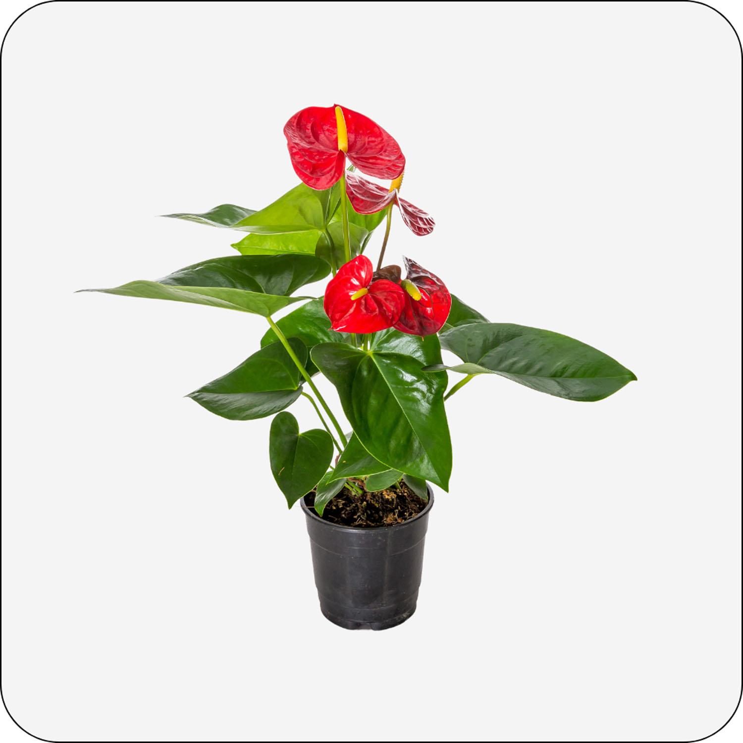 Anthurium in Grower pot Assorted 5"