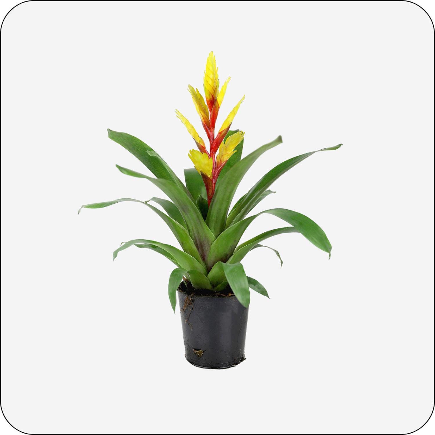 Bromeliad in Grower pot 5"