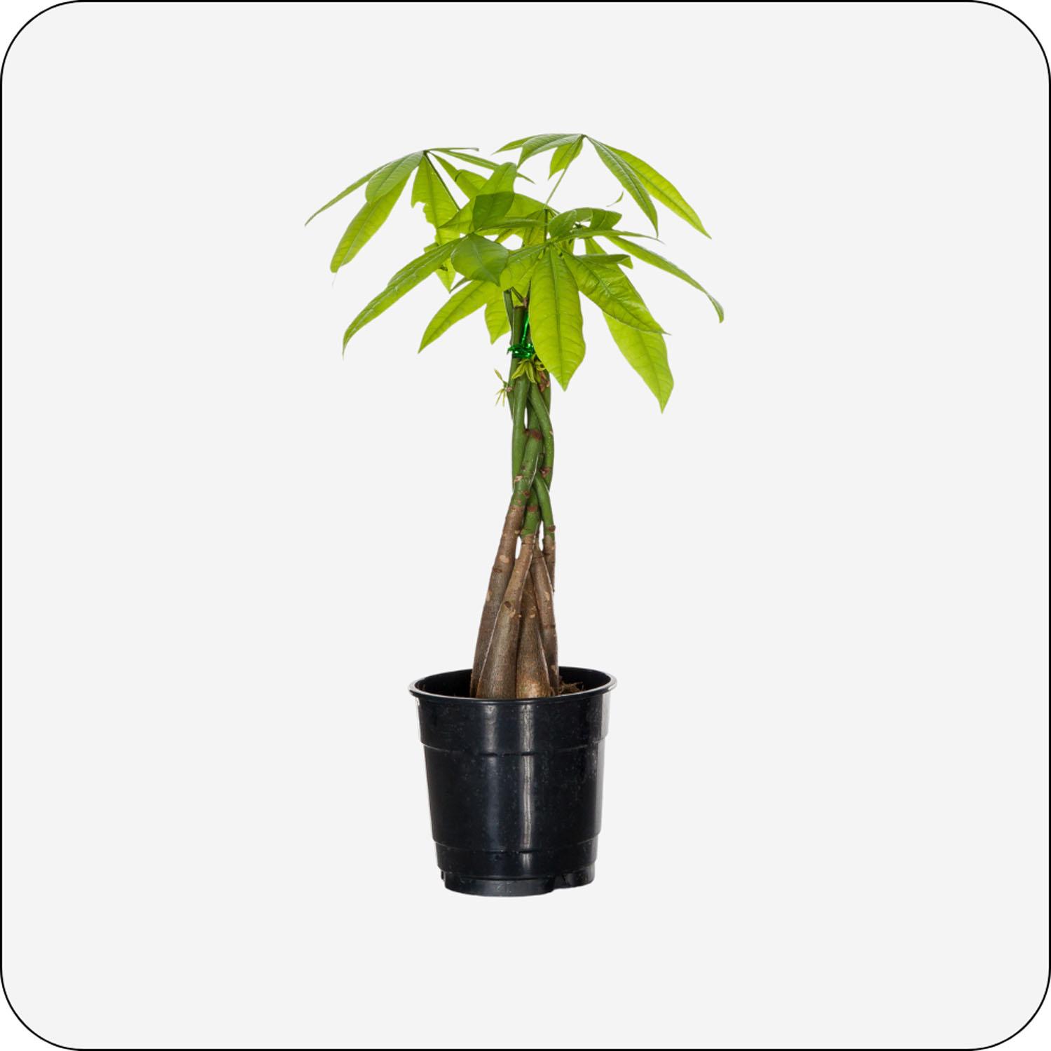 Money Tree in Grower pot 5"
