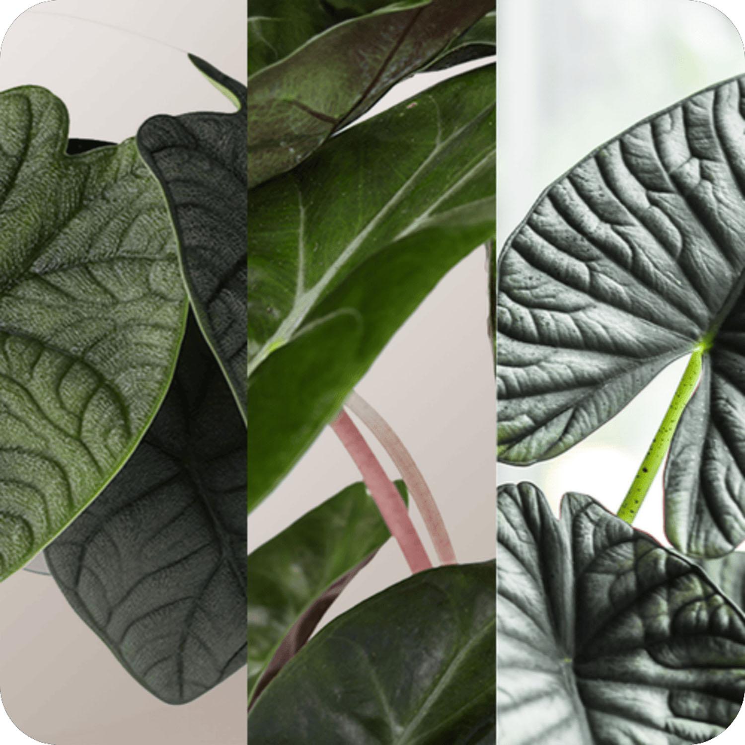 Premium Alocasia in Grower pot 5"