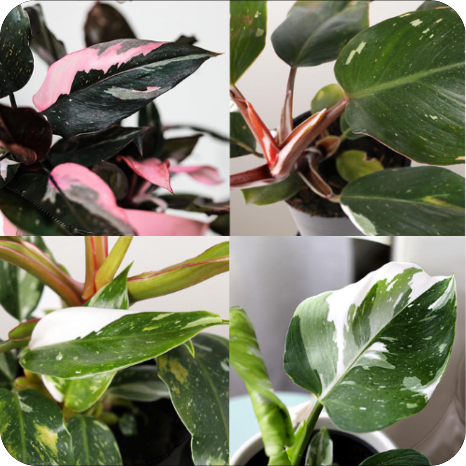 Premium Philodendron in Grower pot 5"