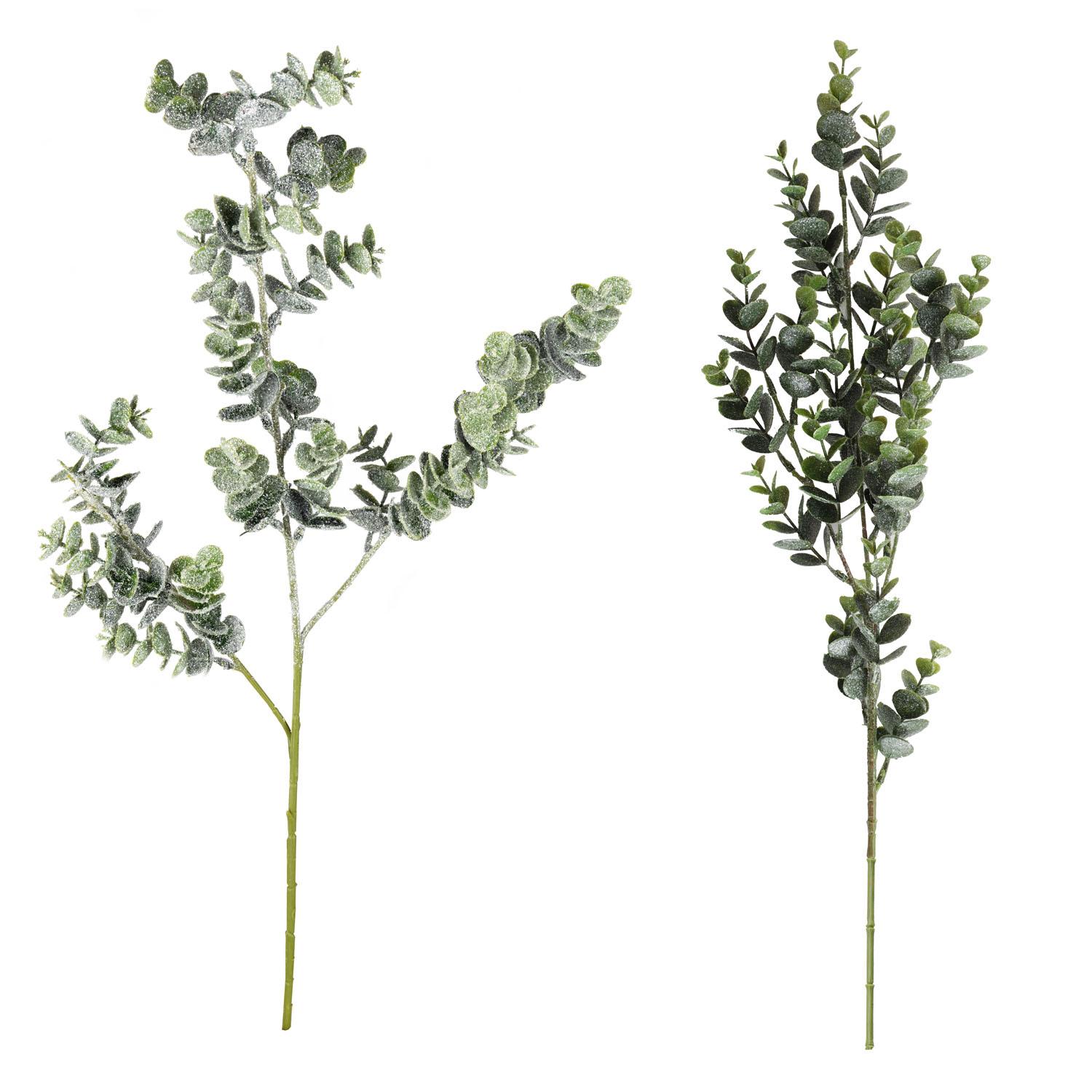 Tige d’eucalyptus