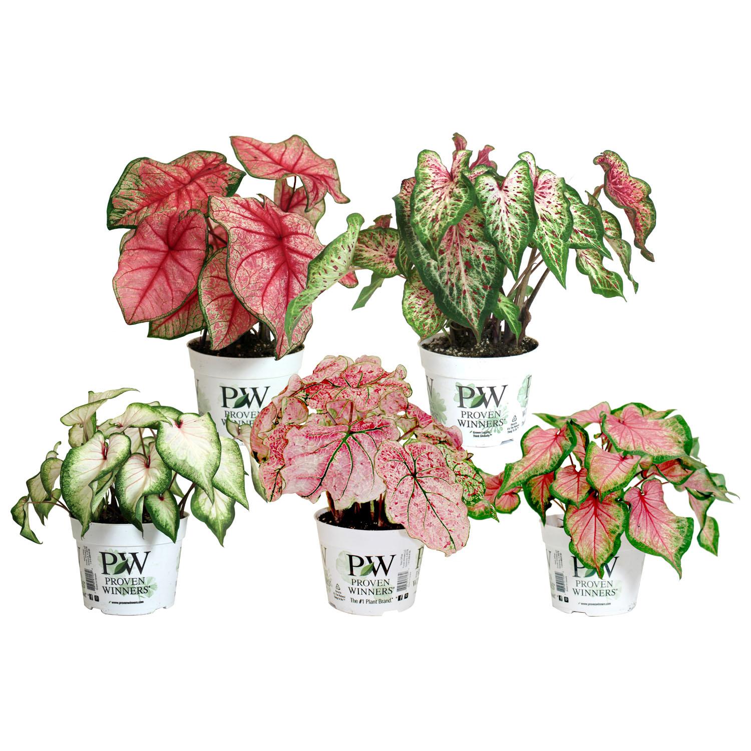 Assortiment de caladium PW 6,5"