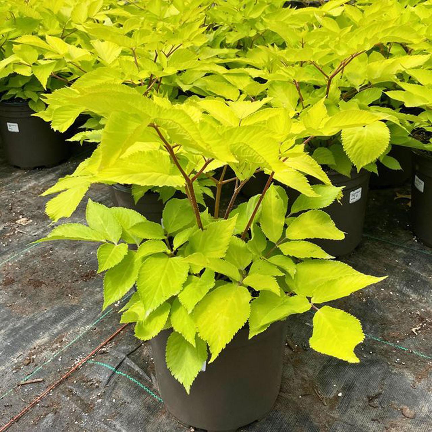 Aralia Sun King 2 gallons