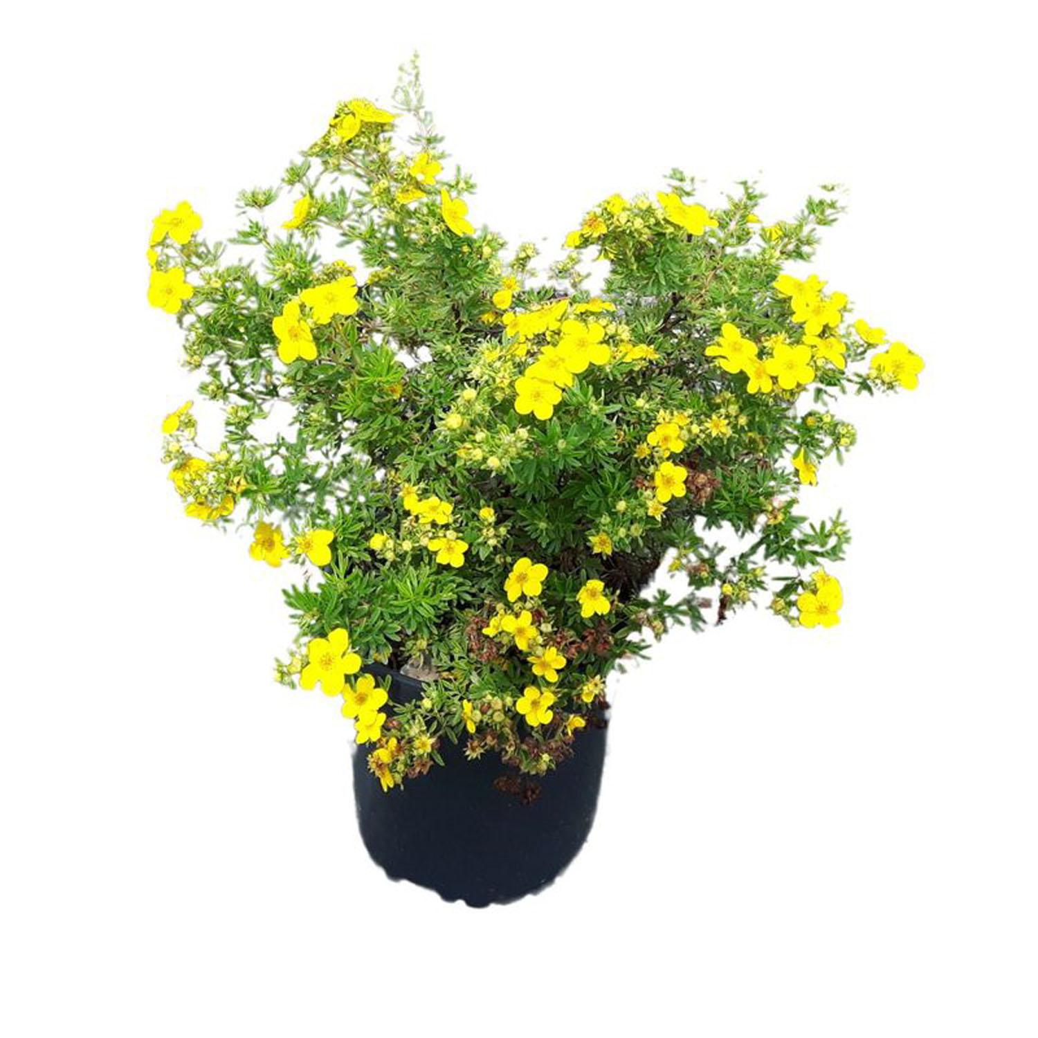 Potentilla Gold Star 2 gal