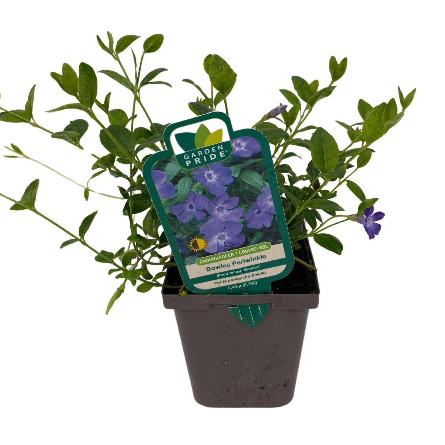 Vinca Minor 3.5"