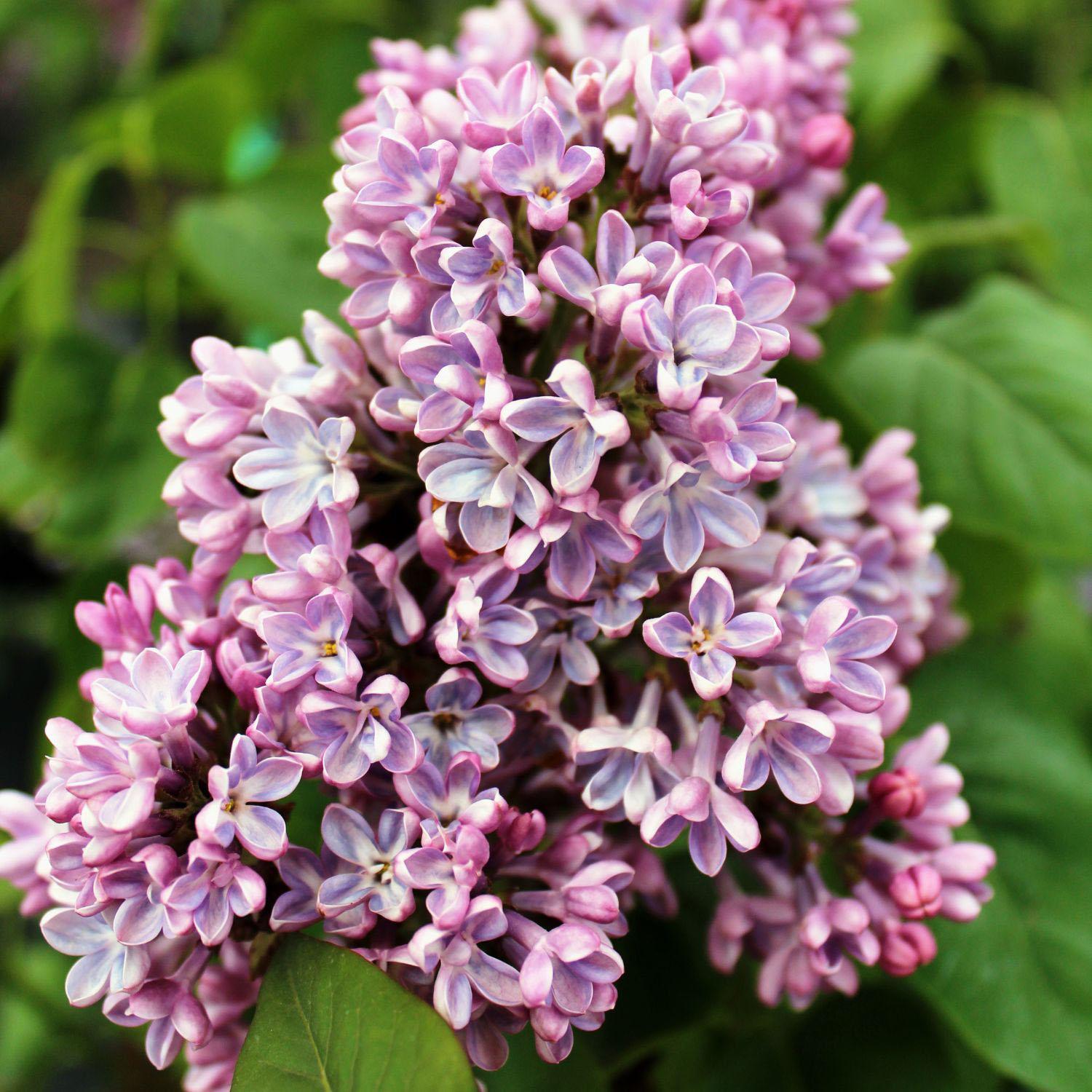 Belle de Nancy Lilac 10G
