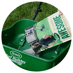 Grass seed